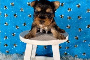 Miriam - puppy for sale