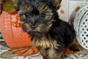 Fortuna - Yorkie for sale