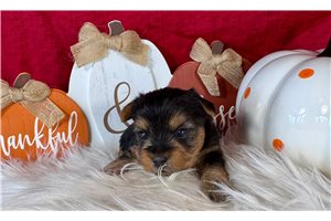 Darius - Yorkie for sale
