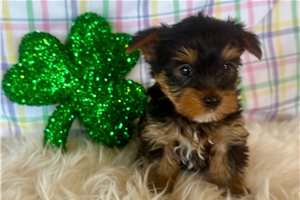 Jinks - Yorkshire Terrier - Yorkie for sale