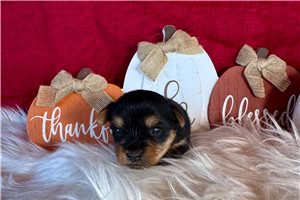 Florence - puppy for sale