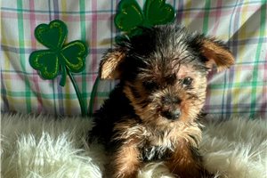 Horton - Yorkshire Terrier - Yorkie for sale