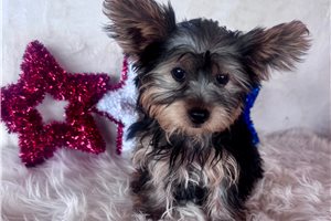 Link - Yorkshire Terrier - Yorkie for sale