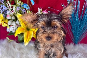 Jezebelle - Yorkshire Terrier - Yorkie for sale