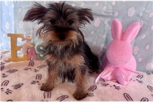 Aris - Yorkshire Terrier - Yorkie for sale