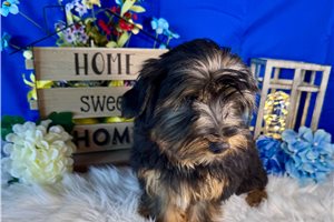 Davey - Yorkshire Terrier - Yorkie for sale