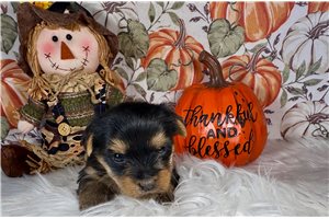 Florence - Yorkshire Terrier - Yorkie for sale