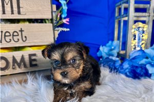 Mojo - Yorkshire Terrier - Yorkie for sale