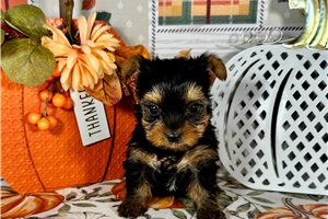 Kricket - Yorkie for sale