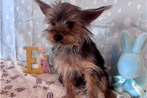 Walter - Yorkshire Terrier - Yorkie for sale