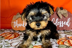 Darvin - Yorkshire Terrier - Yorkie for sale