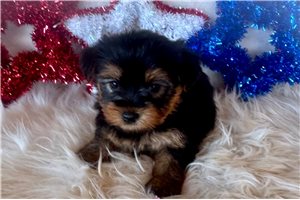 Allegra - Yorkshire Terrier - Yorkie for sale