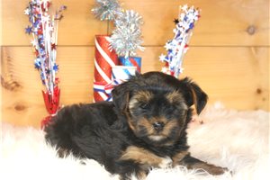 Carmen - Yorkshire Terrier - Yorkie for sale