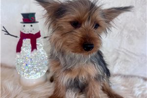 Pete - Yorkshire Terrier - Yorkie for sale