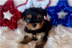 Amos - Yorkshire Terrier - Yorkie for sale