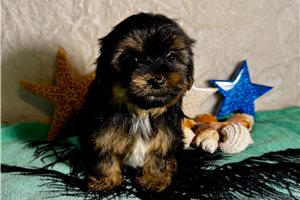 Dale - Yorkshire Terrier - Yorkie for sale
