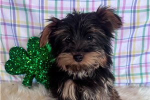 Cyrus - Yorkshire Terrier - Yorkie for sale