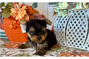 Hermes - Yorkie for sale