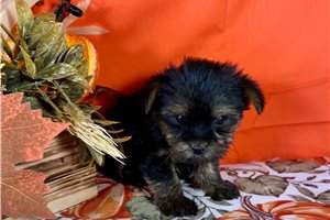 Finley - Yorkie for sale