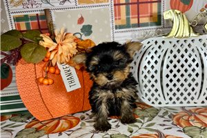 Flossy - Yorkie for sale