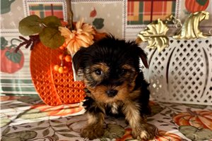 Hunter - Yorkie for sale