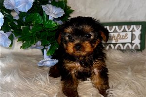 Chester - Yorkshire Terrier - Yorkie for sale