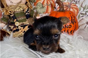 Ford - Yorkie for sale