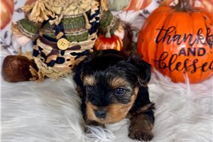 Darvin - Yorkie for sale
