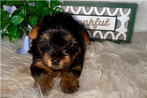 Dixie - Yorkshire Terrier - Yorkie for sale