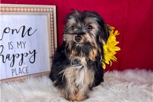 Dale - Yorkshire Terrier - Yorkie for sale