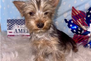 Ashby - Yorkshire Terrier - Yorkie for sale