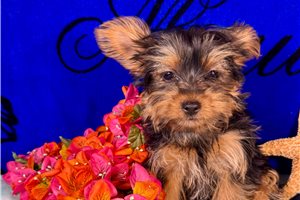 Jezebelle - Yorkshire Terrier - Yorkie for sale