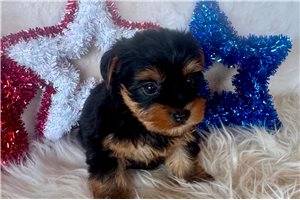 Angus - puppy for sale