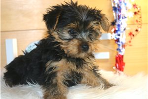 Gary - Yorkshire Terrier - Yorkie for sale