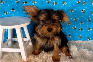 Jezebelle - Yorkshire Terrier - Yorkie for sale