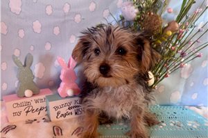 Henna - Yorkshire Terrier - Yorkie for sale