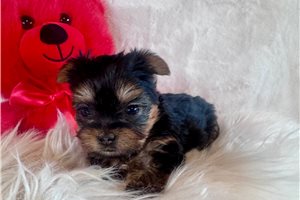 Denise - Yorkshire Terrier - Yorkie for sale