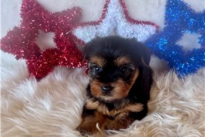 Alice - Yorkshire Terrier - Yorkie for sale