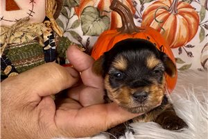 Heidi - Yorkie for sale