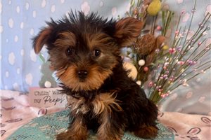 Link - Yorkshire Terrier - Yorkie for sale