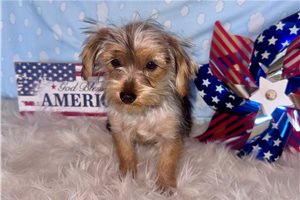 Henna - Yorkshire Terrier - Yorkie for sale
