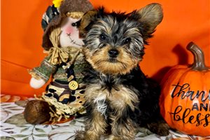 Darvin - puppy for sale