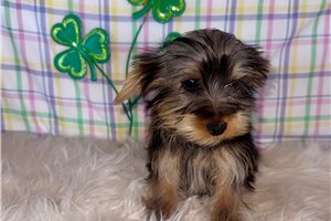 Brandon - puppy for sale