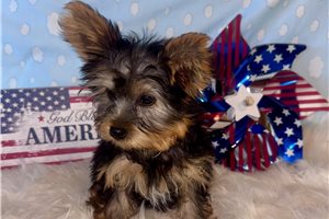 Link - Yorkshire Terrier - Yorkie for sale