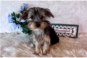 Jinks - Yorkshire Terrier - Yorkie for sale