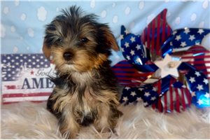 Jinks - Yorkshire Terrier - Yorkie for sale