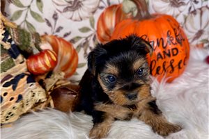 Darius - Yorkie for sale