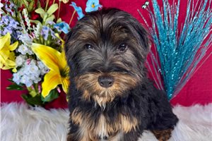 Davey - Yorkshire Terrier - Yorkie for sale