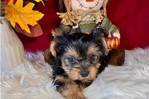 Darius - Yorkie for sale