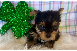 Link - Yorkshire Terrier - Yorkie for sale